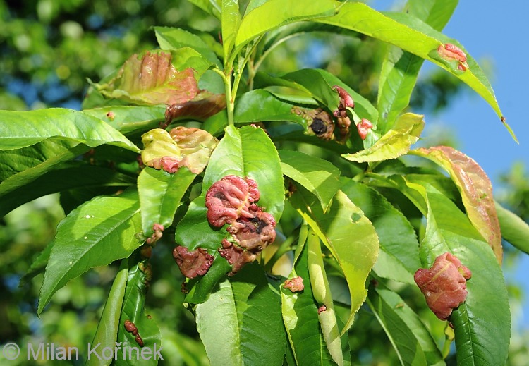 شناخت  بیماری پیچیدگی برگ هلو و نحوه درمان - فوت و فن های باغبانی